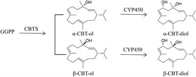 Investigating the spatiotemporal expression of CBTS genes lead to the discovery of tobacco root as a cembranoid-producing organ